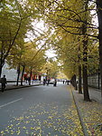 银杏