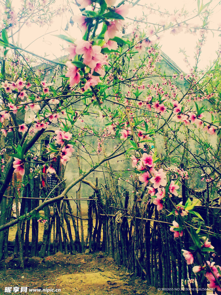 桃花