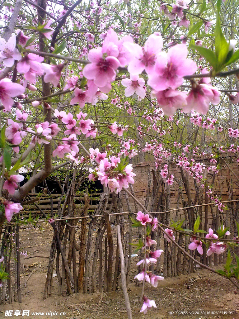 桃花