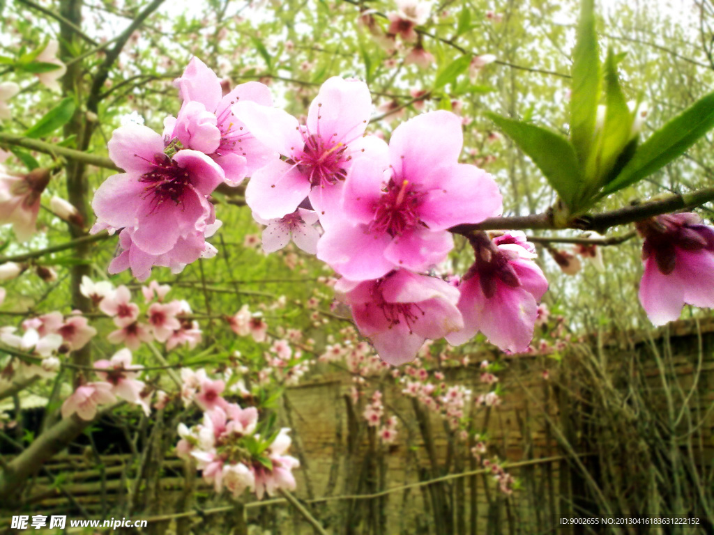 桃花