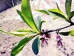 落花
