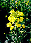 油菜花