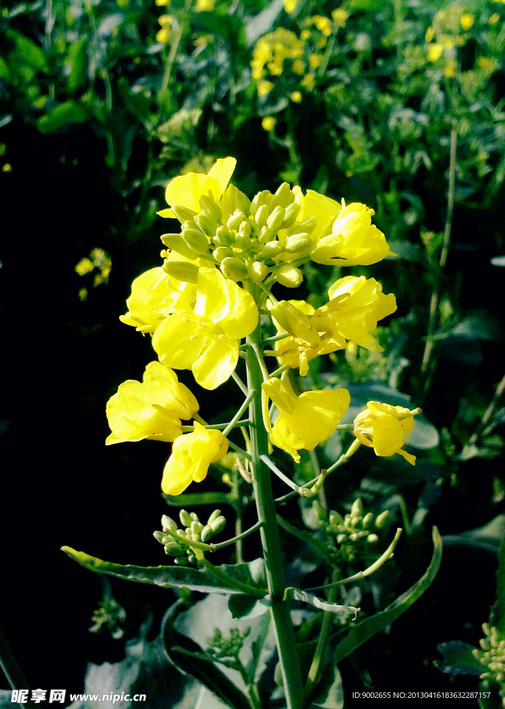 油菜花