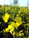 油菜花