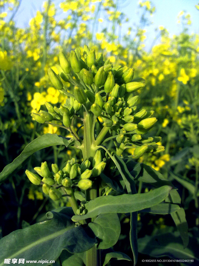 油菜花苞