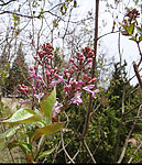 山里丁香花