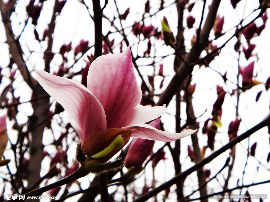 玉兰花