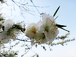 绽放樱花