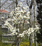 白玉兰