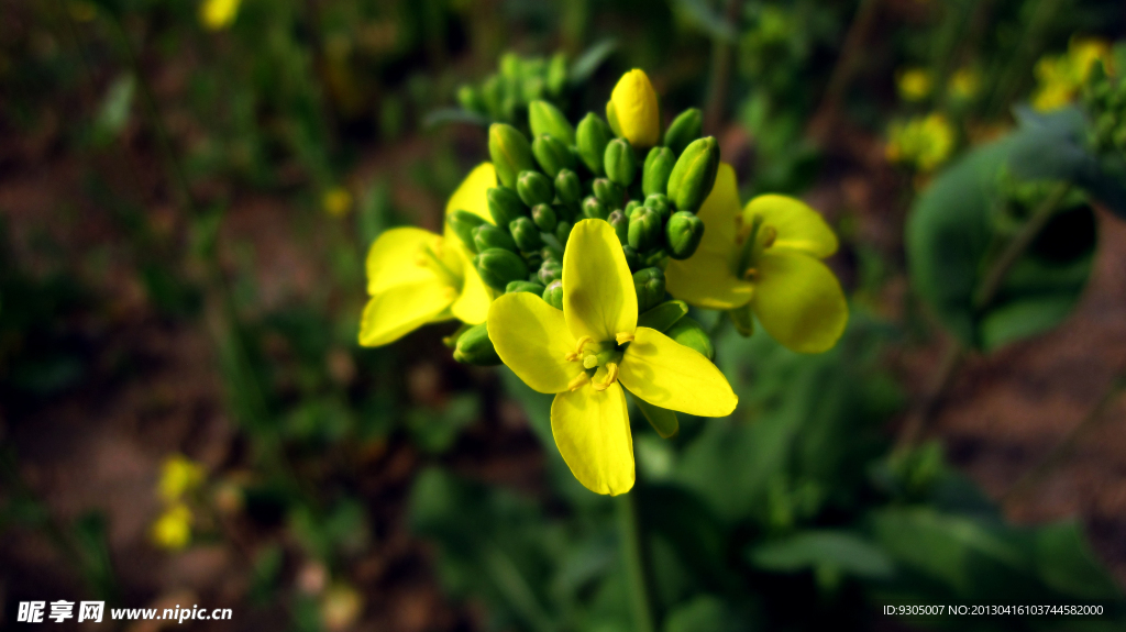 油菜花特写