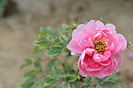 牡丹与蜜蜂