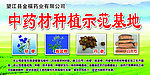 中药材 板蓝根