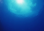 深海生物鱼光线气泡