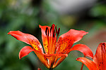 楼前百合花