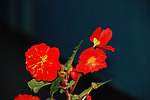 玻璃翠花