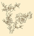 白描花卉