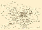 白描花卉