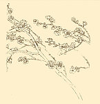 白描花卉