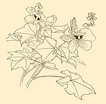 白描花卉