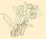 白描花卉