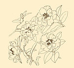 白描花卉