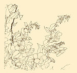 白描花卉