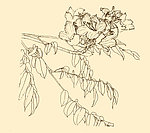 白描花卉