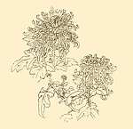 白描花卉