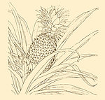 白描花卉