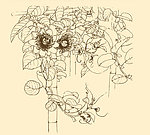 白描花卉