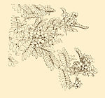 白描花卉
