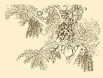 白描花卉