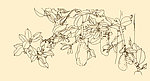 白描花卉