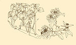 白描花卉