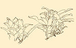 白描花卉