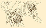 白描花卉