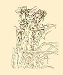 白描花卉
