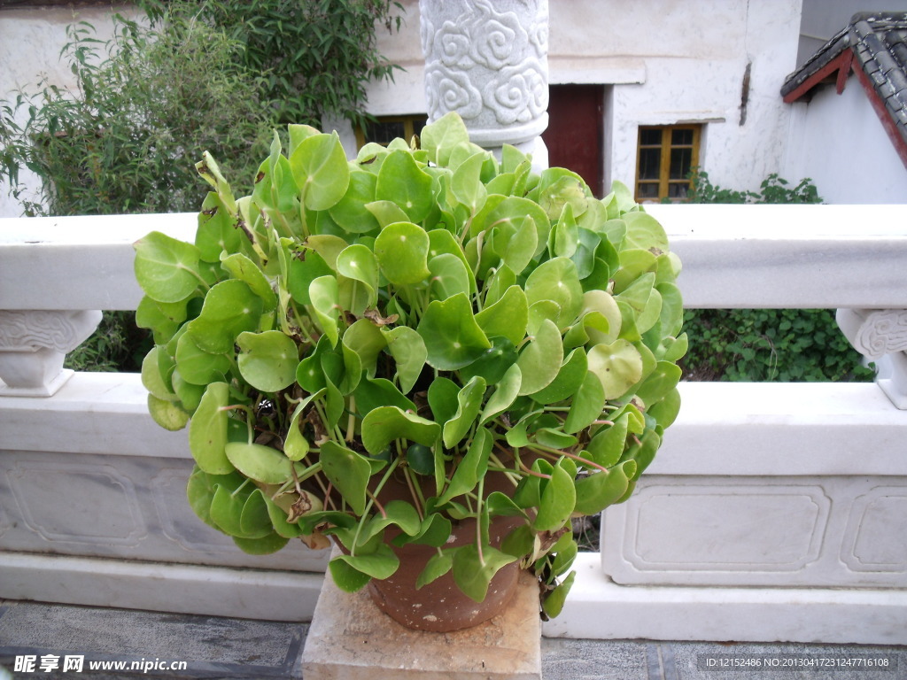 绿色植物