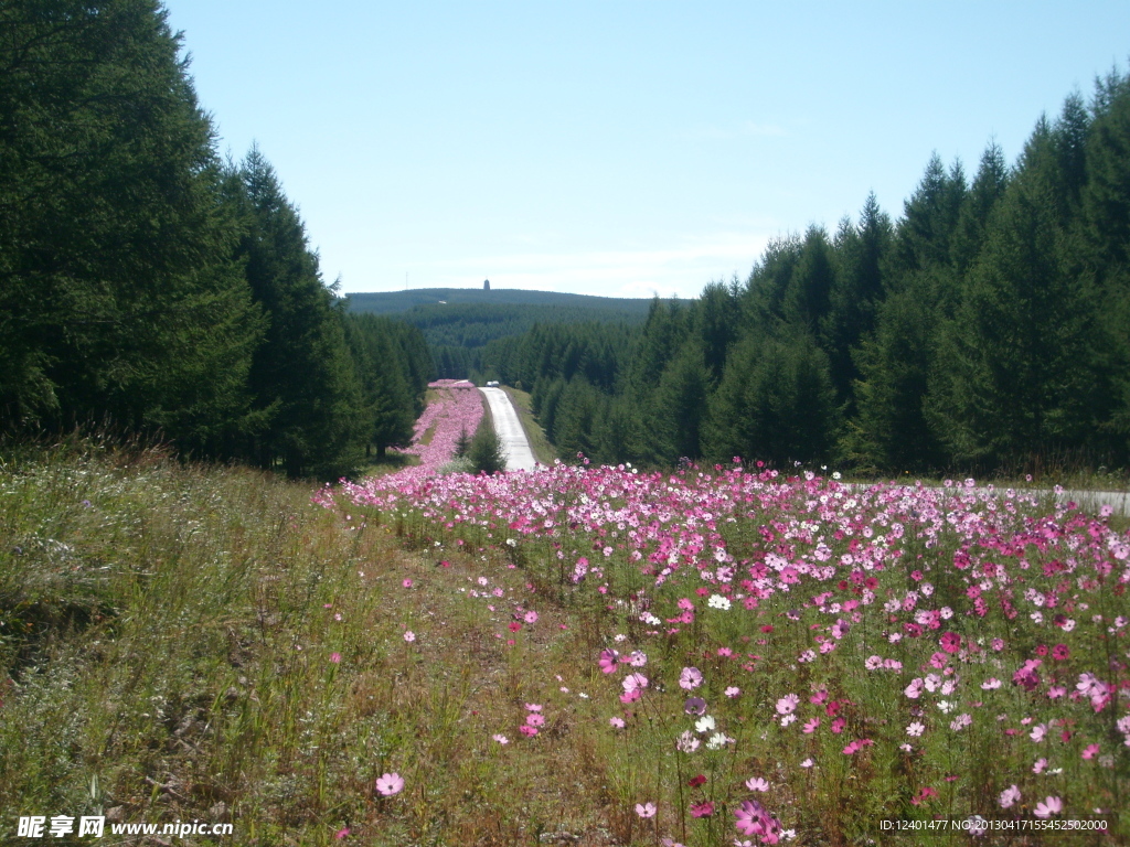 路边野花