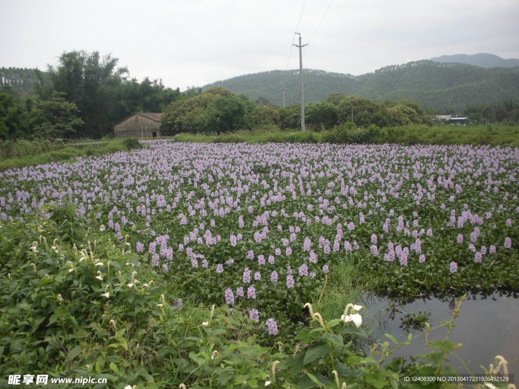 池塘浮萍