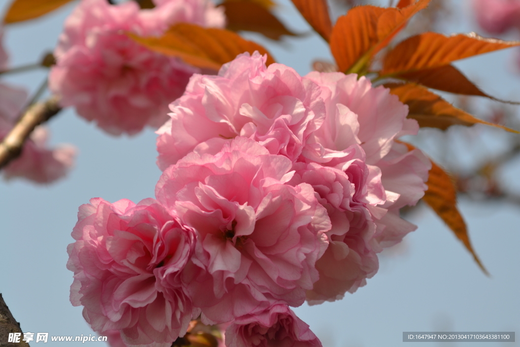 樱花