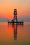 夕阳红