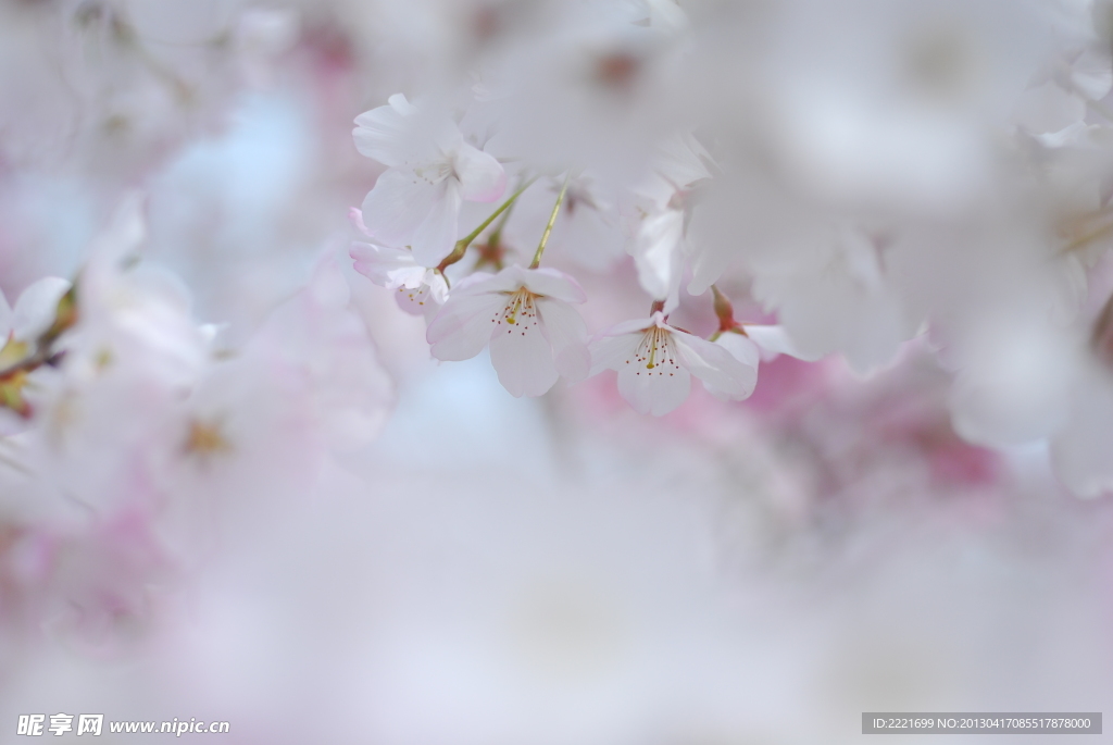 迷离樱花