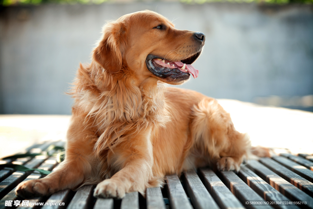 黄金猎犬 狗