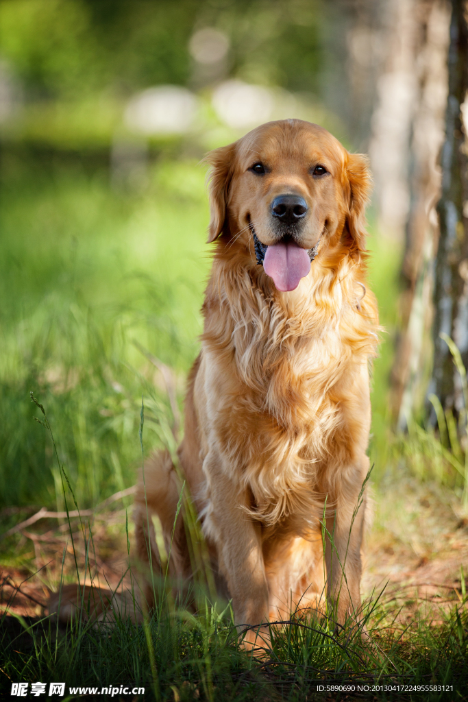 黄金猎犬 狗