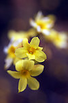 春天迎春花