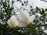 玉兰花