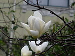 玉兰花