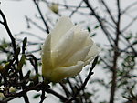 玉兰花
