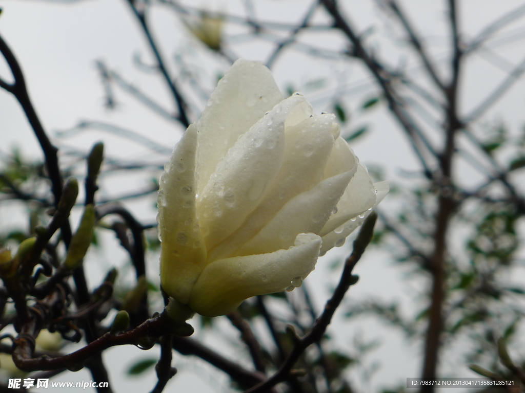 玉兰花